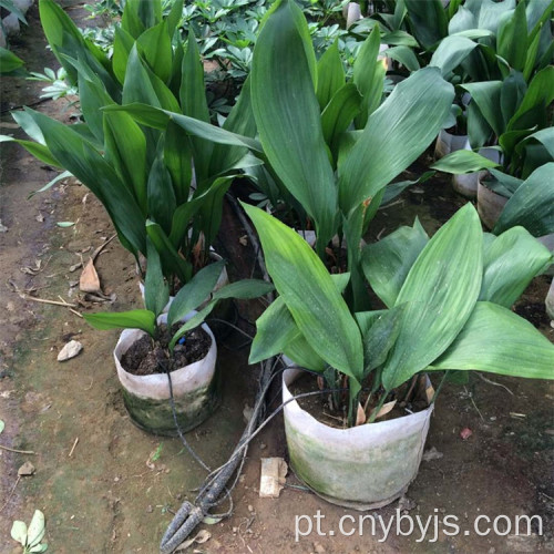 Tubo PE de irrigação por gotejamento